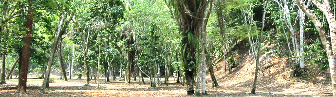 El Pilar Maya Ruin